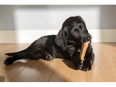 Natural Chews for Dogs